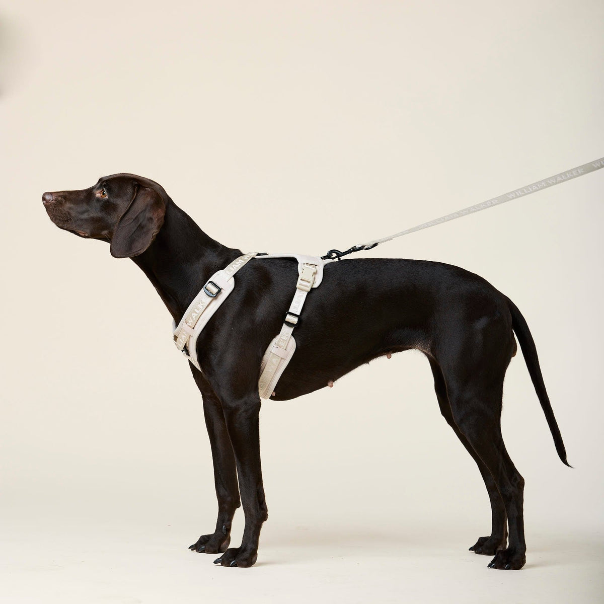 William Walker Y-Hundegeschirr Sand