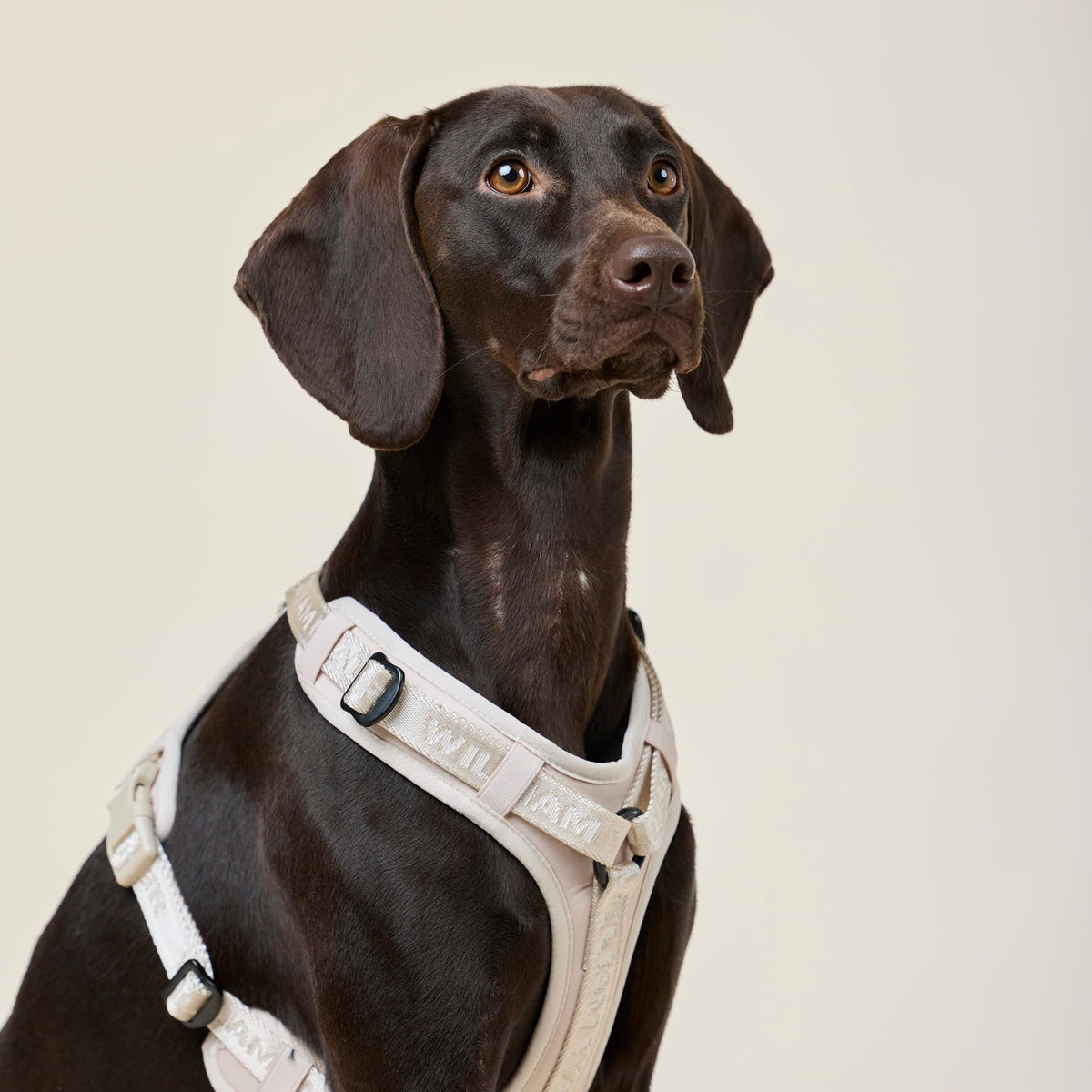 William Walker Y-Hundegeschirr Sand