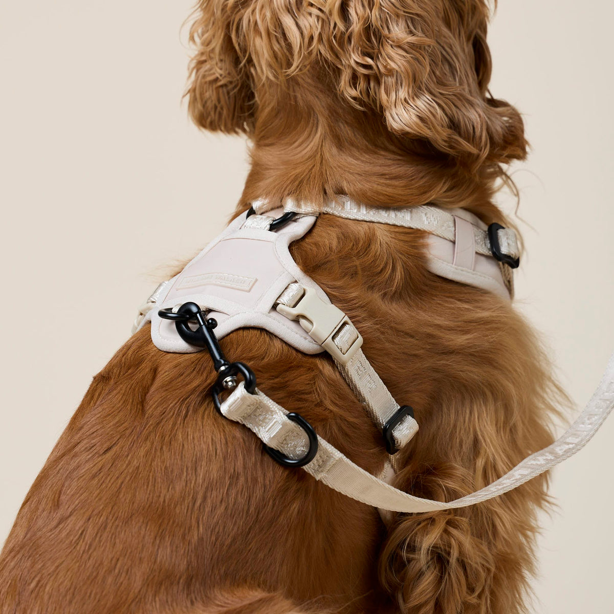William Walker Y-Hundegeschirr Sand