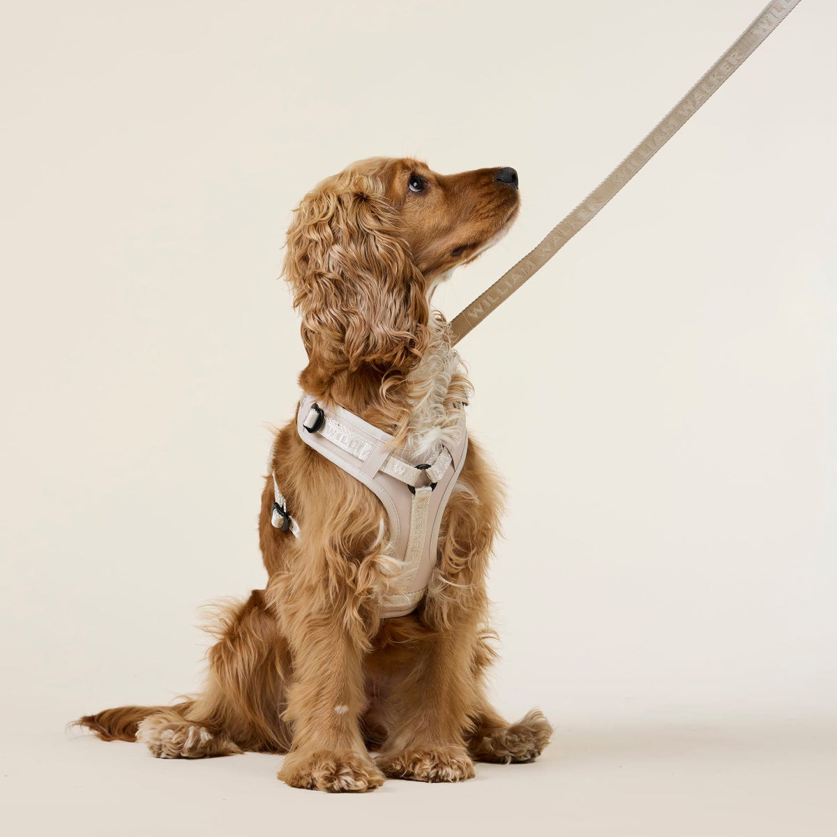 William Walker Y-Hundegeschirr Sand