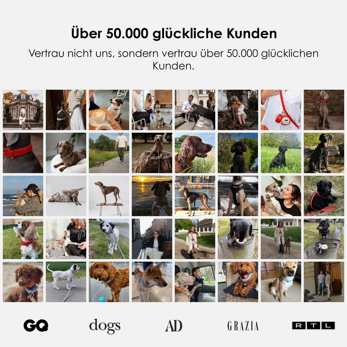 William Walker Y-Hundegeschirr Sand